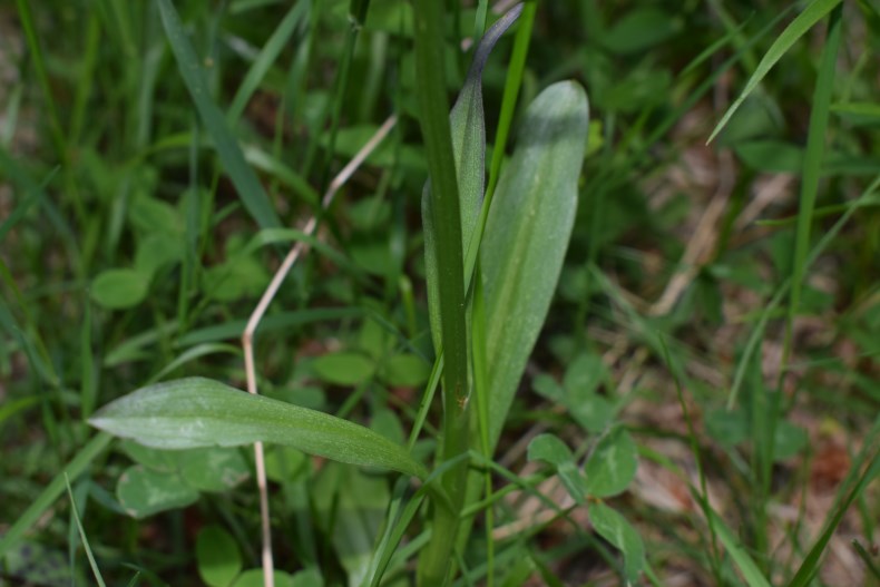 Dactylorhiza sambucina a fine antesi