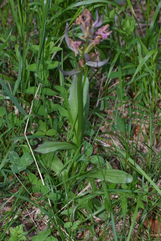 Dactylorhiza sambucina a fine antesi