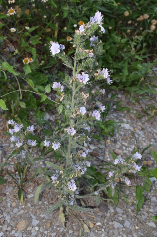 Boraginacea: Phacelia tanacetifolia