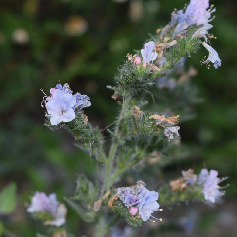 Boraginacea: Phacelia tanacetifolia