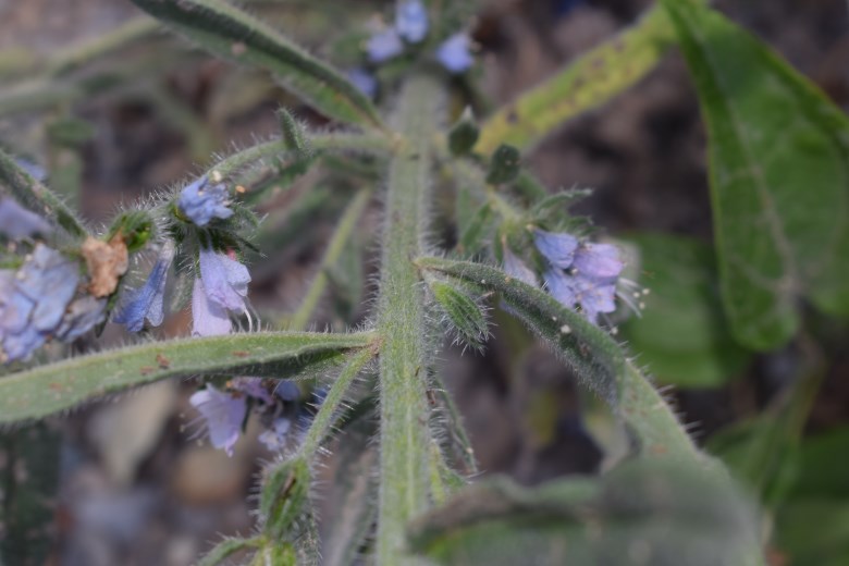 Boraginacea: Phacelia tanacetifolia