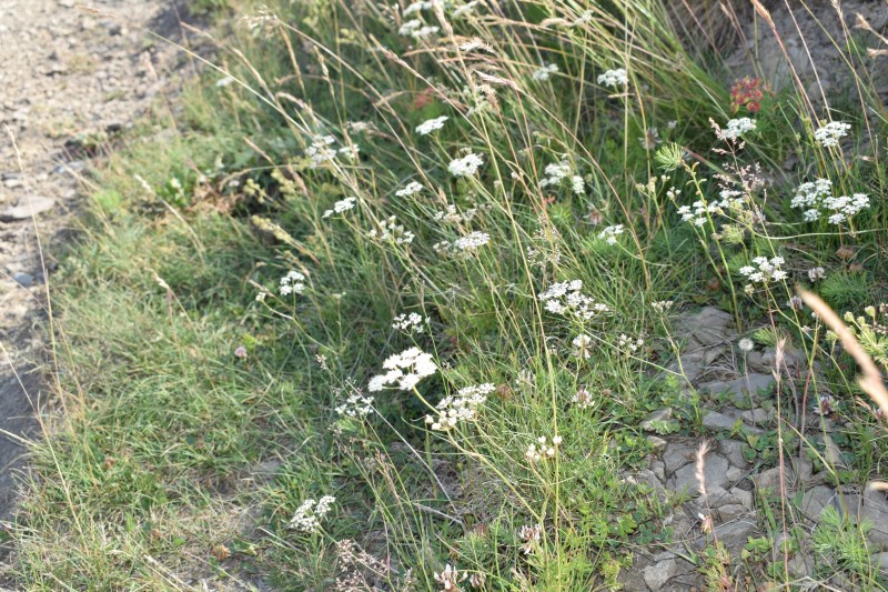 Apiaceae: Carum carvi (cfr.)