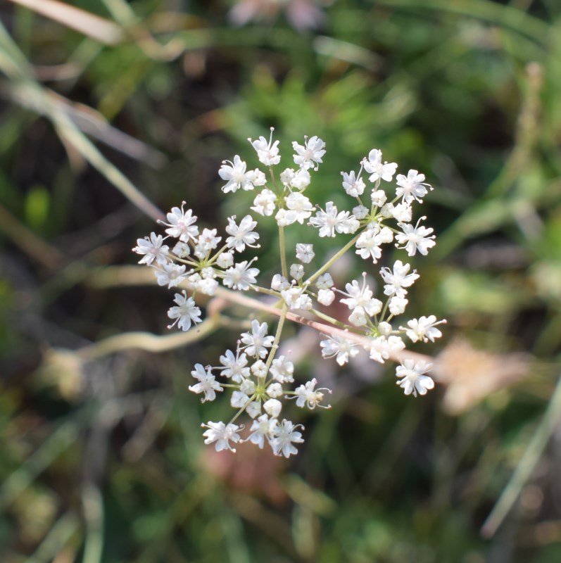 Apiaceae: Carum carvi (cfr.)