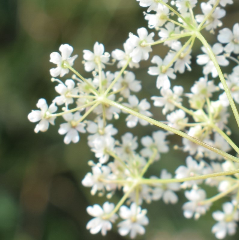 Apiaceae: Carum carvi (cfr.)