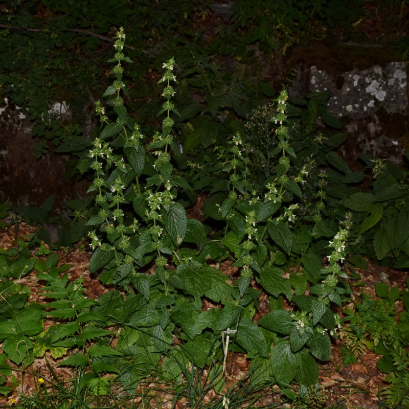 Lamiaceae: Stachys alpina, f. apocromatica