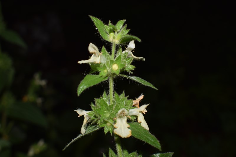 Lamiaceae: Stachys alpina, f. apocromatica