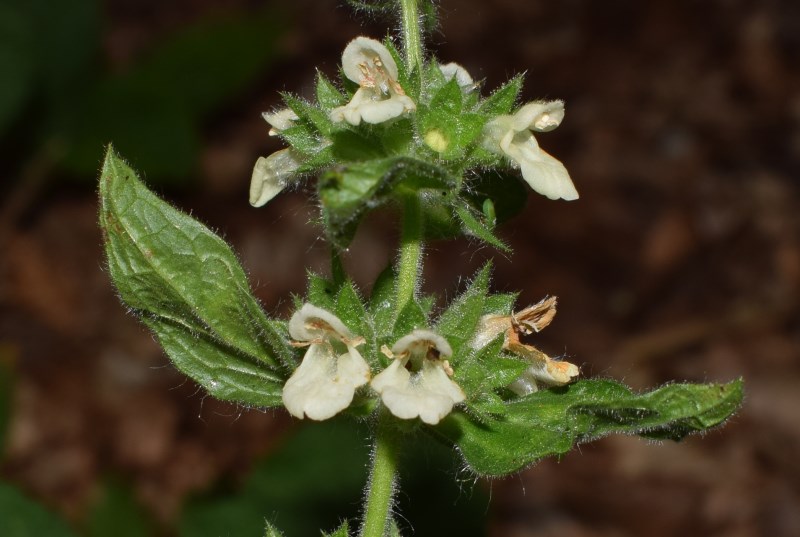 Lamiaceae: Stachys alpina, f. apocromatica