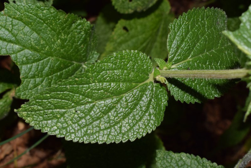 Lamiaceae: Stachys alpina, f. apocromatica