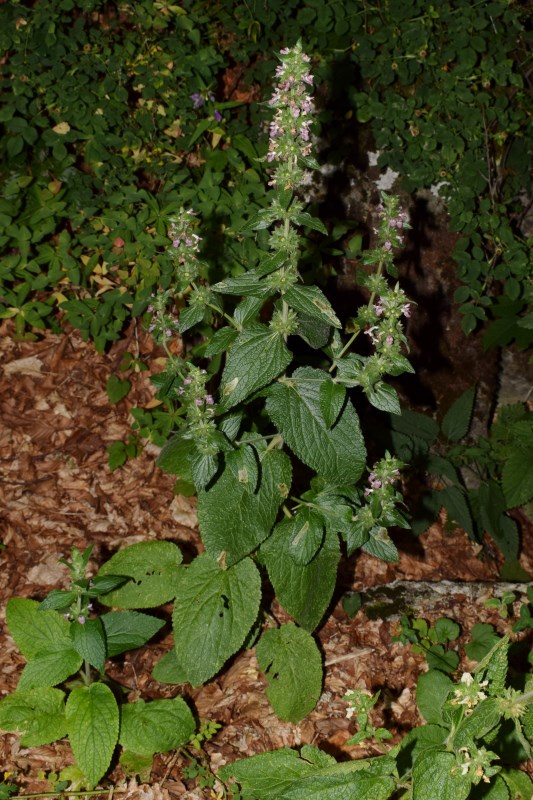 Stachys alpina (Lamiaceae)