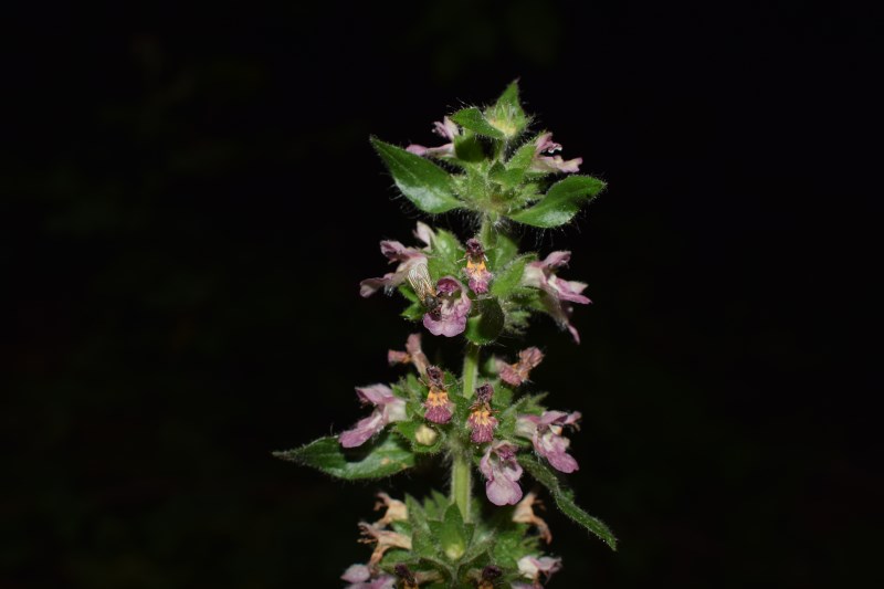 Stachys alpina (Lamiaceae)