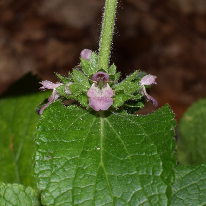 Stachys alpina (Lamiaceae)