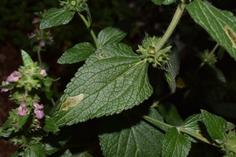 Stachys alpina (Lamiaceae)