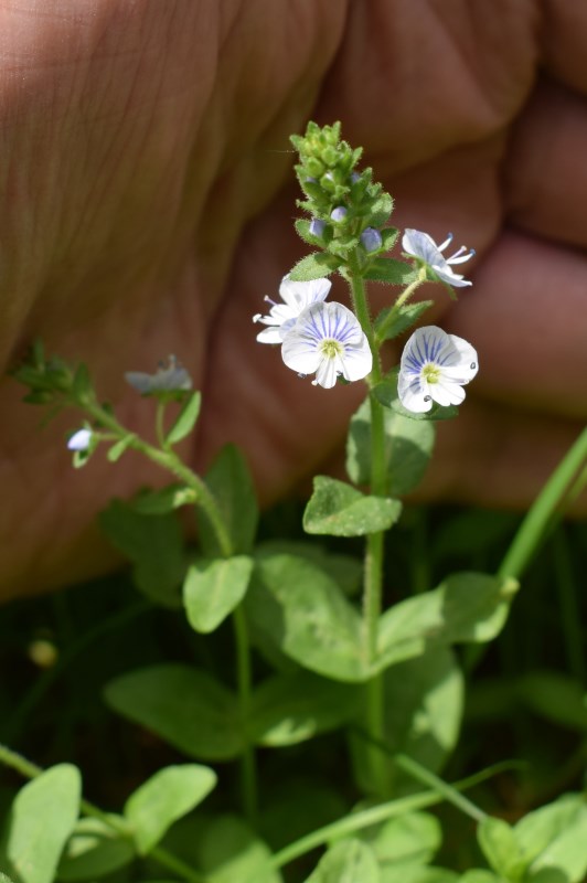 Veronica serpyllifolia (Plantaginaceae)