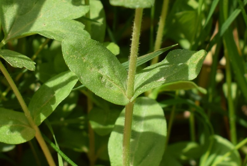 Veronica serpyllifolia (Plantaginaceae)