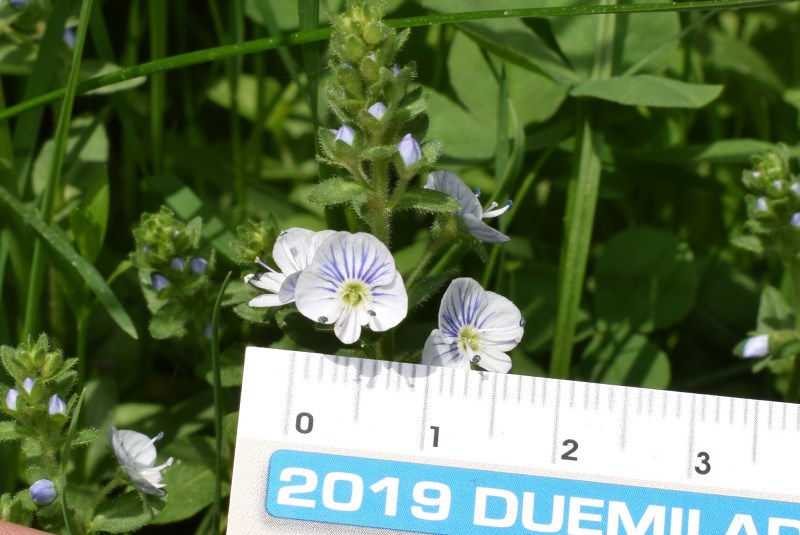 Veronica serpyllifolia (Plantaginaceae)