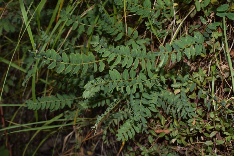 Felce?   No, fam. Fabaceae