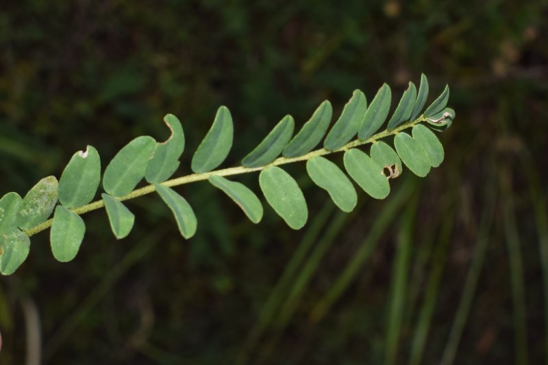 Felce?   No, fam. Fabaceae