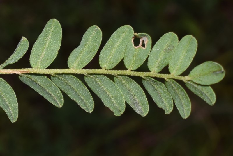 Felce?   No, fam. Fabaceae