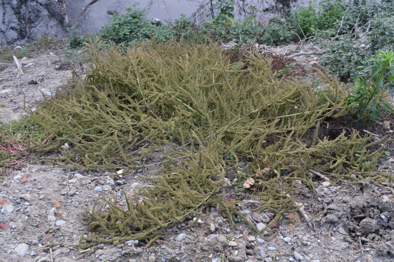 Amaranthus cfr. tuberculatus  da confermare