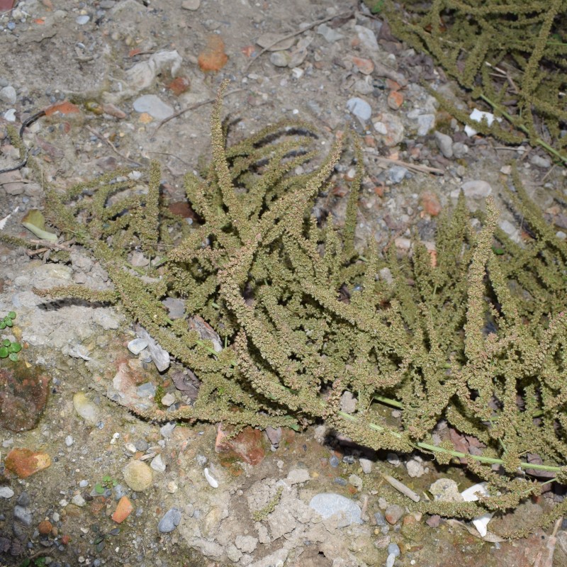 Amaranthus cfr. tuberculatus  da confermare