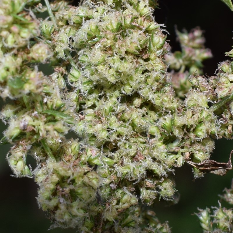 Amaranthus cfr. tuberculatus  da confermare