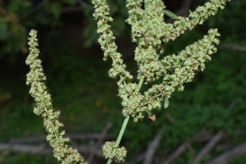 Amaranthus cfr. tuberculatus  da confermare