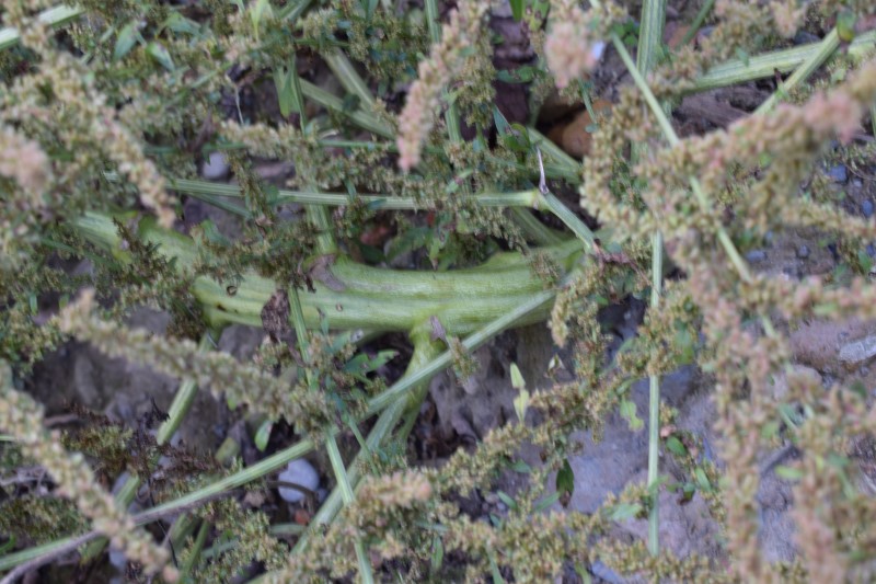 Amaranthus cfr. tuberculatus  da confermare