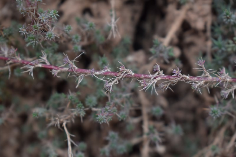 Nei calanchi:  Camphorosma monspeliaca (Chenopodiaceae)