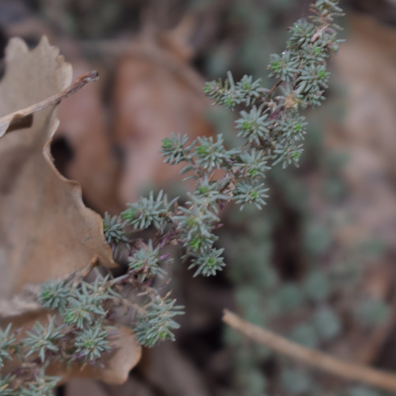 Nei calanchi:  Camphorosma monspeliaca (Chenopodiaceae)