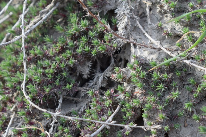 Nei calanchi:  Camphorosma monspeliaca (Chenopodiaceae)