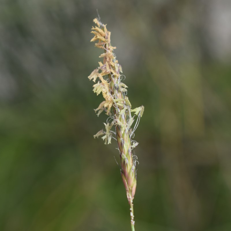 Alopecurus myosuroides / Coda di topo dei campi