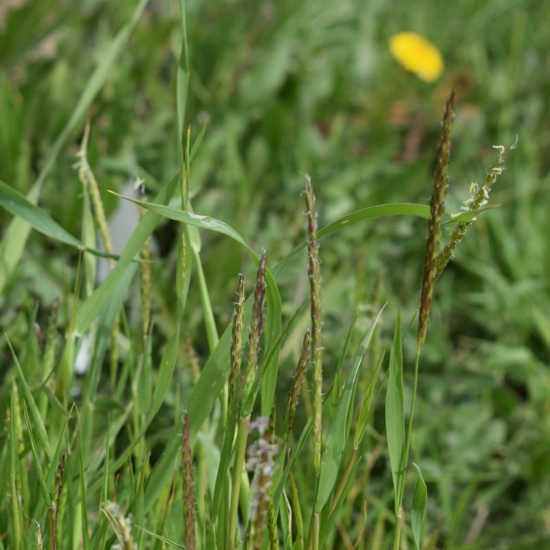 Alopecurus myosuroides / Coda di topo dei campi