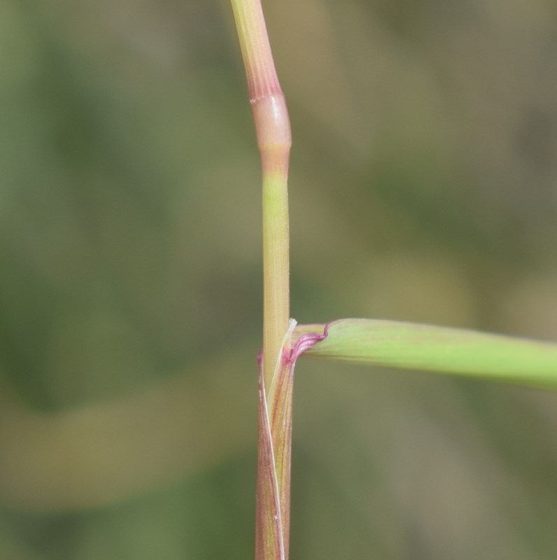 Alopecurus myosuroides / Coda di topo dei campi