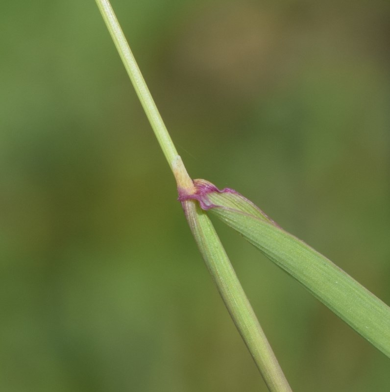 Alopecurus myosuroides / Coda di topo dei campi