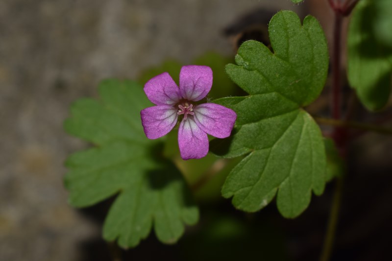 Geranium rotundifolium