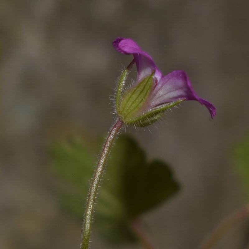 Geranium rotundifolium