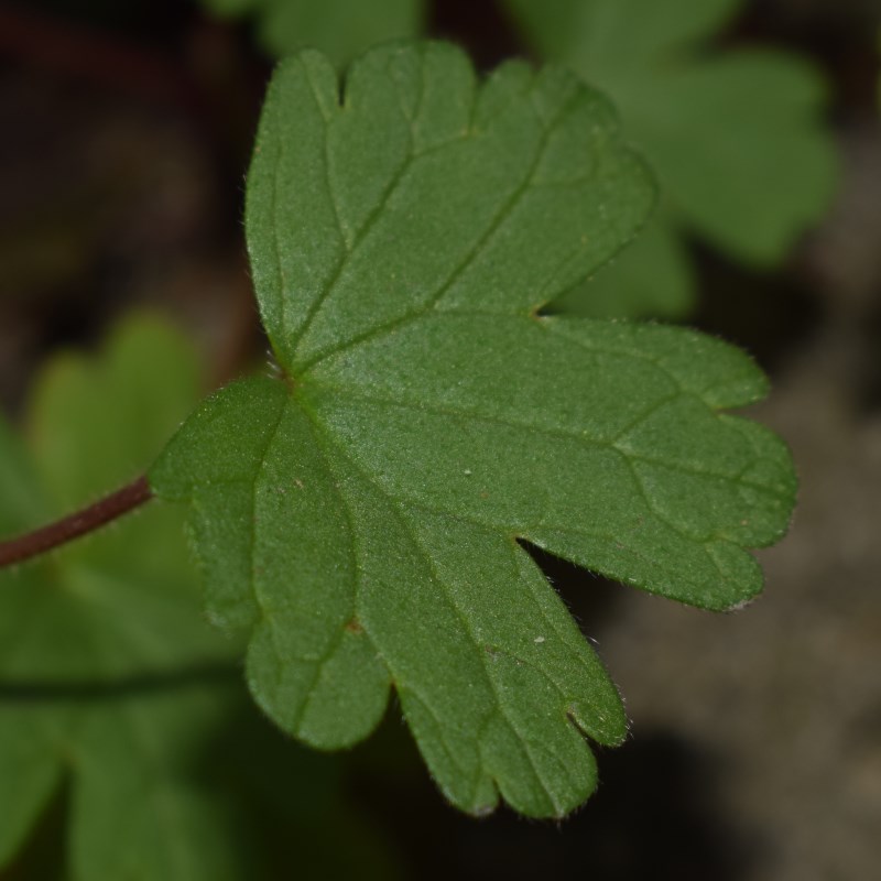 Geranium rotundifolium