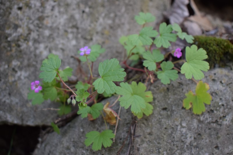 Geranium rotundifolium