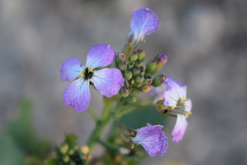 Raphanus raphanistrum  subsp. sativus