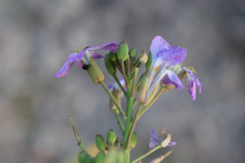 Raphanus raphanistrum  subsp. sativus