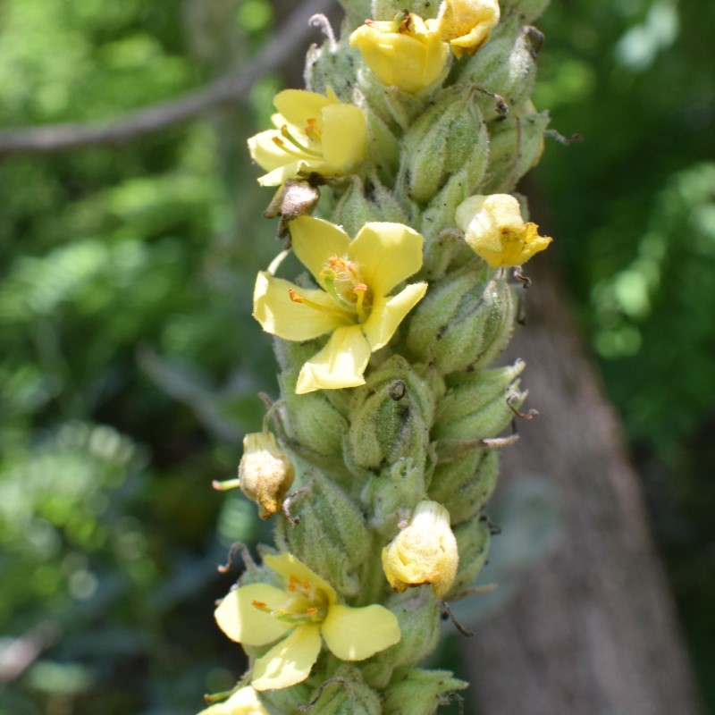 Quale Verbascum?