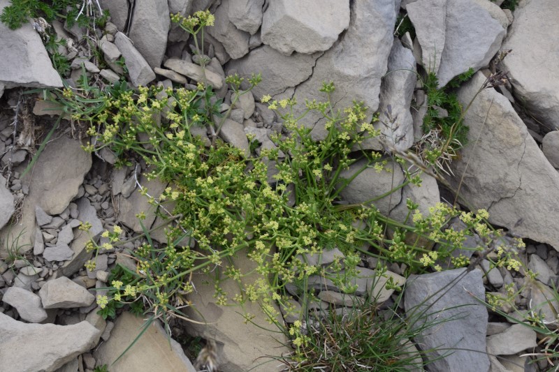 Trinia glauca / Sassifragia pannocchiuta