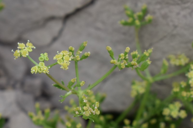 Trinia glauca / Sassifragia pannocchiuta