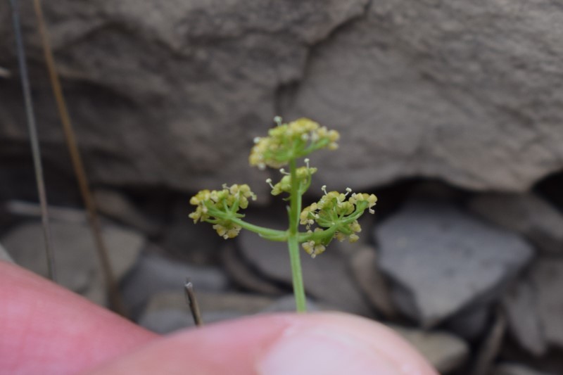 Trinia glauca / Sassifragia pannocchiuta