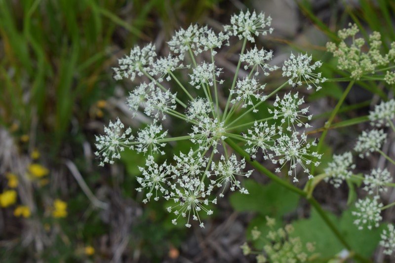 Imperatoria ostruthium / Imperatoria vera