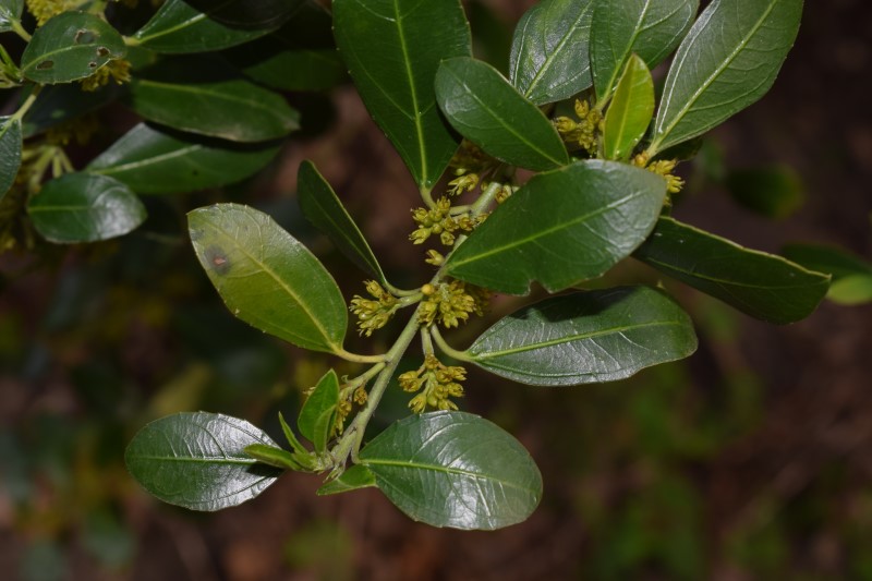 Arbusto:  Rhamnus alaternus