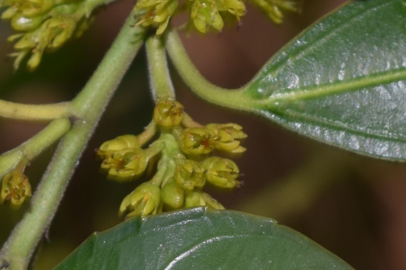 Arbusto:  Rhamnus alaternus