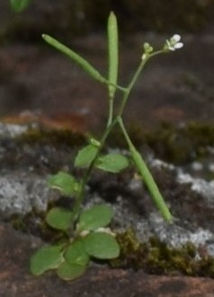 Brassicaceae: Arabidopsis thaliana da confermare