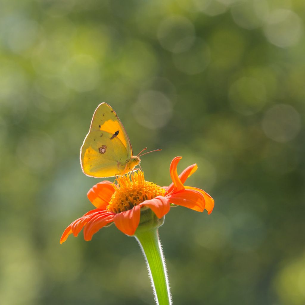 Colias croceus?