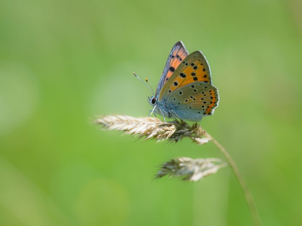 Lycaena alciphron?